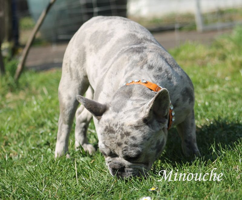 Sheti aka minouche Descendant d'Ares