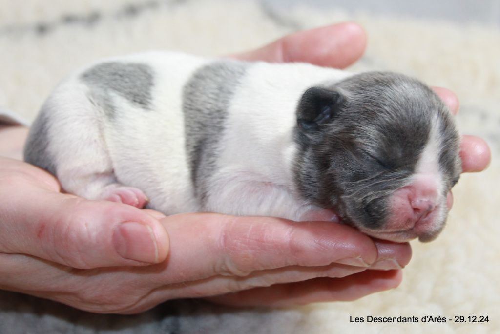 Descendant d'Ares - Chiot disponible  - Bouledogue français