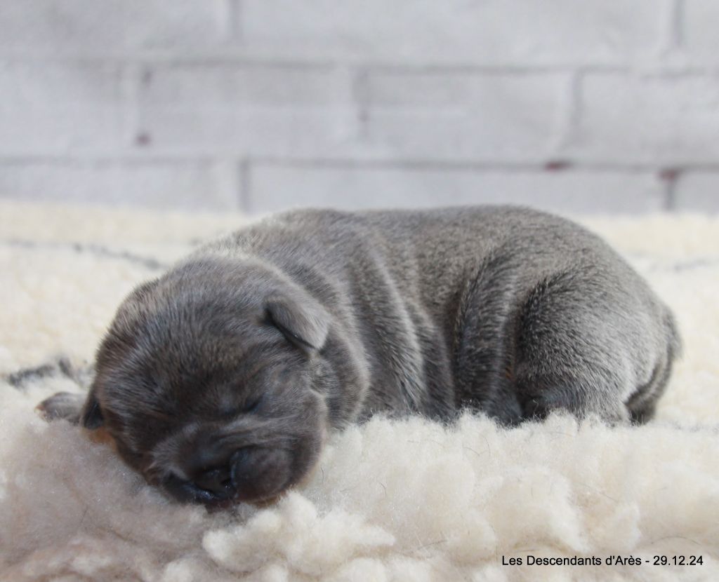 Descendant d'Ares - Chiot disponible  - Bouledogue français