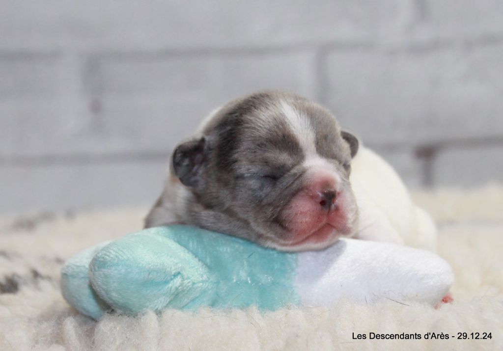 Descendant d'Ares - Chiot disponible  - Bouledogue français