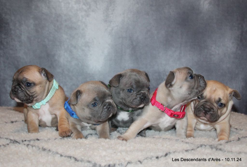 chiot Bouledogue français Descendant d'Ares