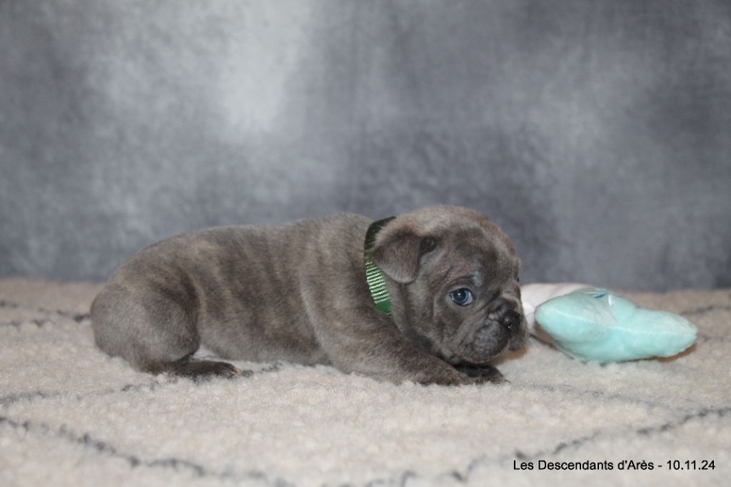 Descendant d'Ares - Chiot disponible  - Bouledogue français