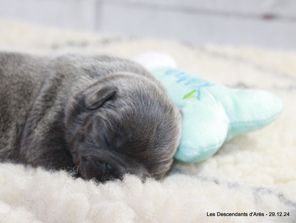 Descendant d'Ares - Chiot disponible  - Bouledogue français