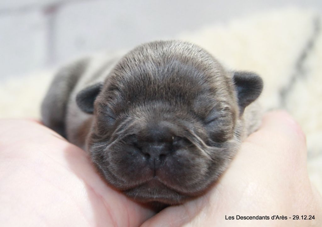 Descendant d'Ares - Chiot disponible  - Bouledogue français