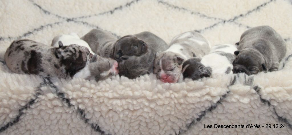 chiot Bouledogue français Descendant d'Ares